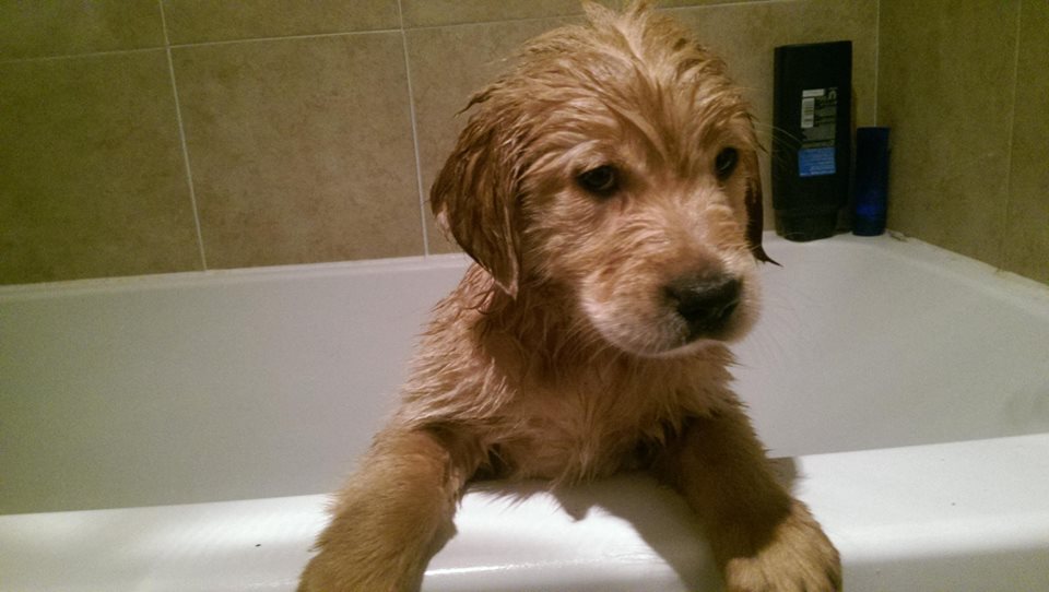 Donate King County Search Dogs