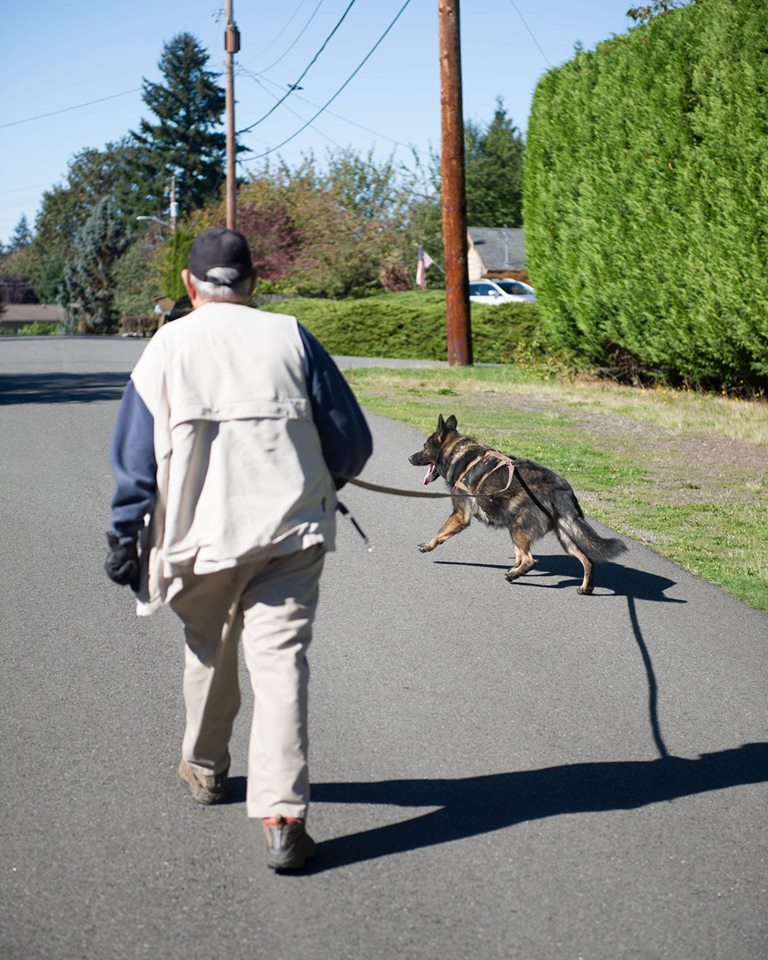 Trailing Search King County Search Dogs