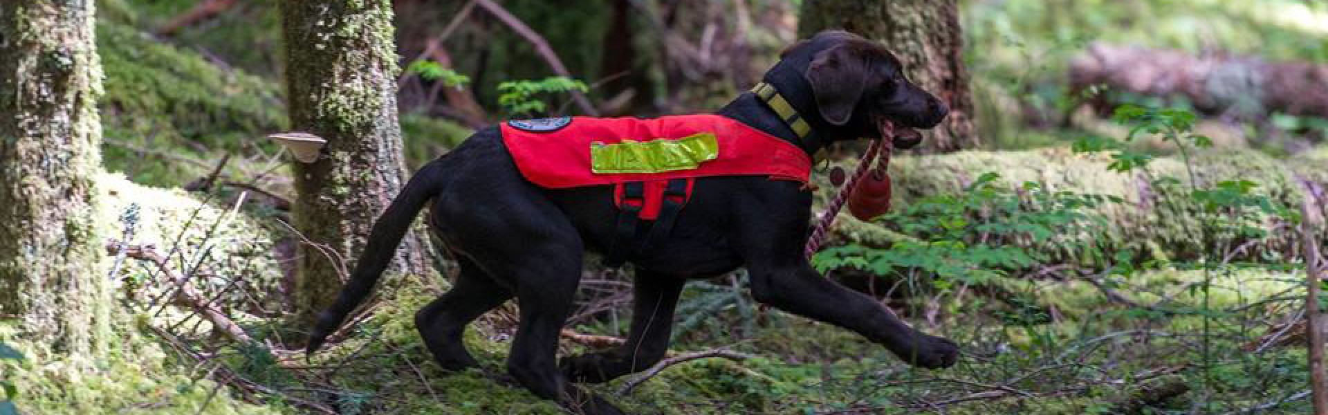 King County Search Dogs