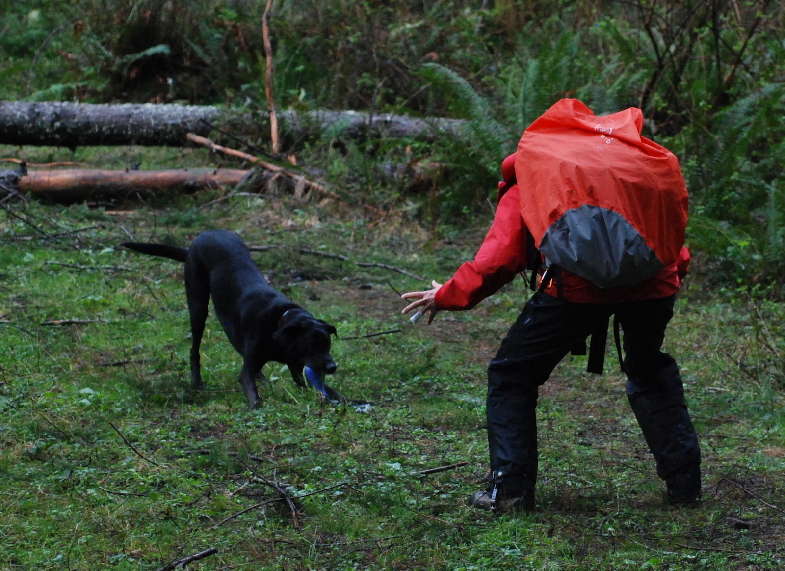 Training Winter 2016 – King County Search Dogs