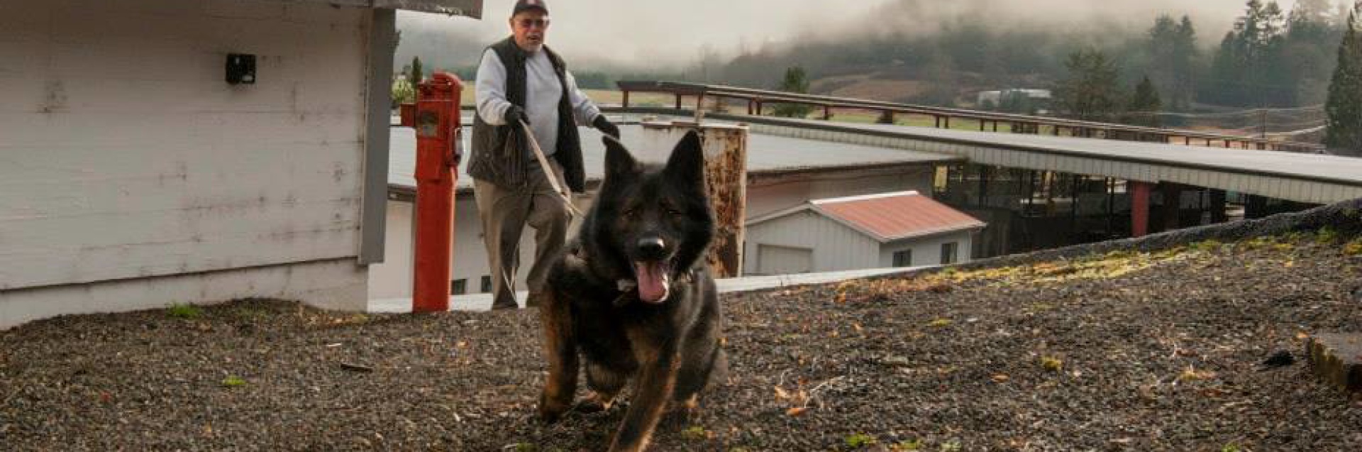 King County Search Dogs