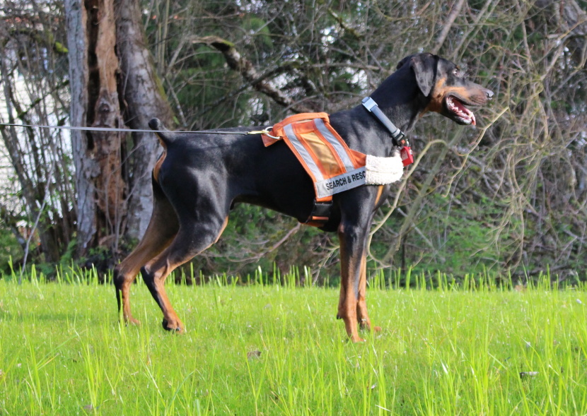 022-king-county-search-dogs