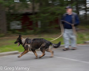 K9 Carlo on the move