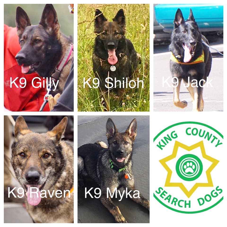 Meet the Crew: German Shepherd Edition! – King County Search Dogs
